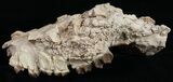 Oreodont (Merycoidodon) Partial Skull - Nebraska #10750-2
